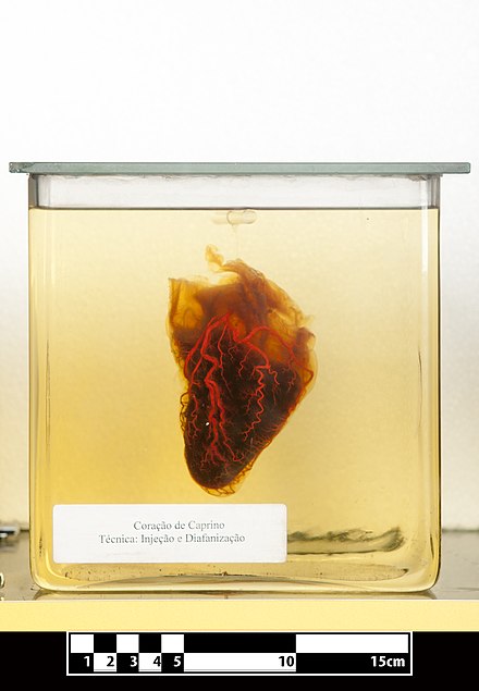 Goat heart. Specimen clarified for visualization of anatomical structures