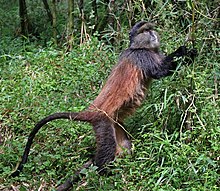 Золотая обезьяна (Cercopithecus kandti) .jpg