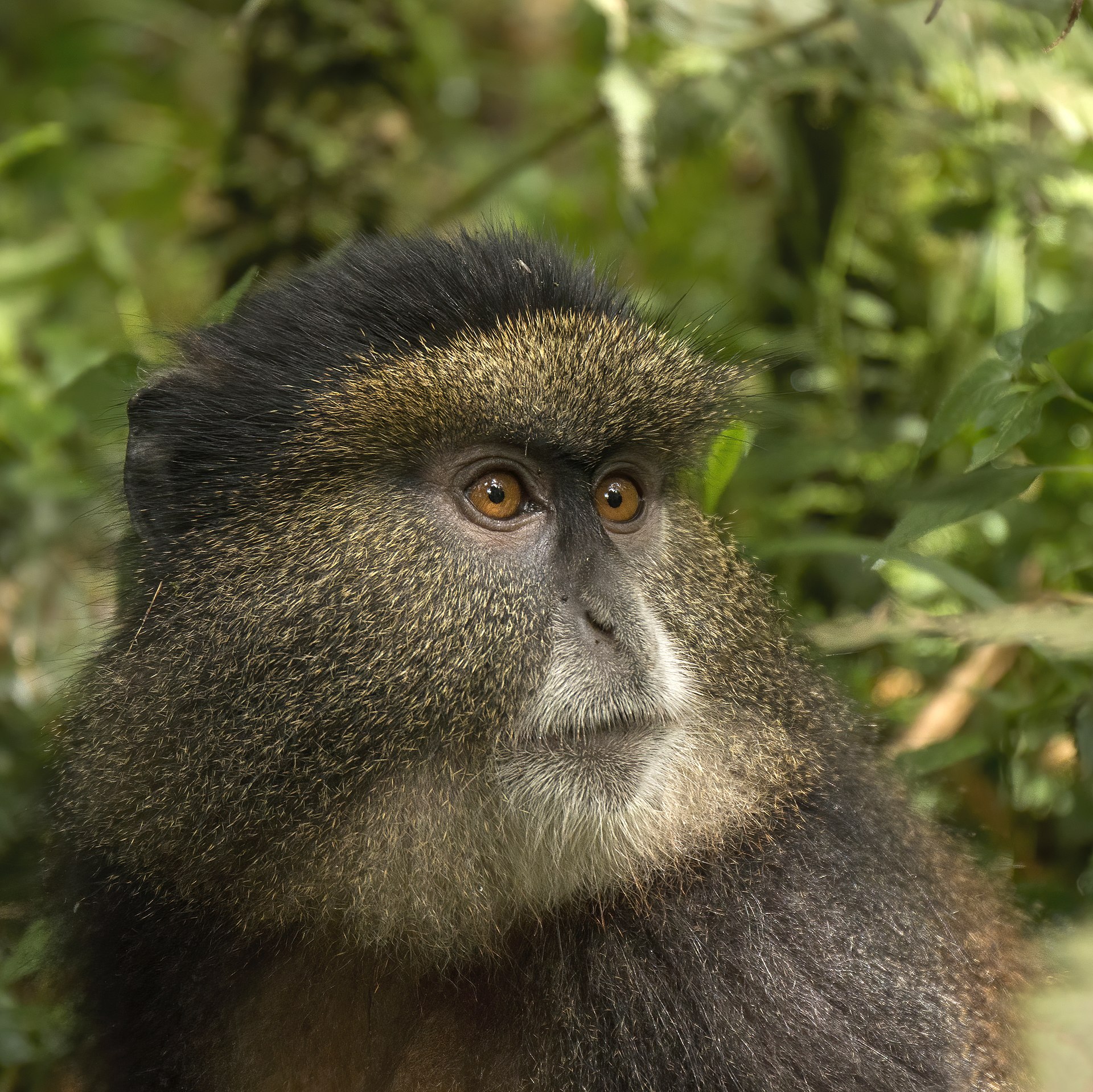 Golden monkey (Cercopithecus kandti) head.jpg