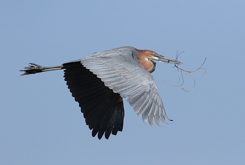 File:Goliath Heron, Ardea goliath at Marievale Nature Reserve, Gauteng, South Africa (28805516604).jpg