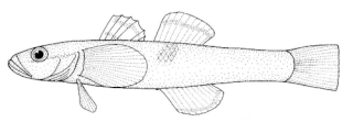 Thalasseleotrididae Family of fishes
