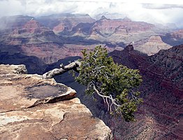 Grand Canyon National Park Lone tree on cliff 239.jpg