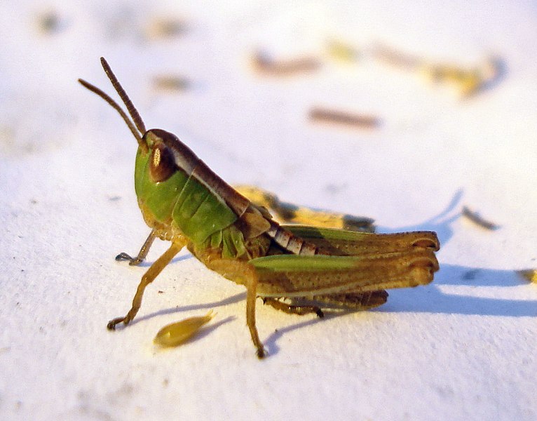 File:Grass Hoppers (3637621906).jpg