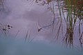 مار آبی نواری در حال شنا: آنها عمدتاً دوزیستان را شکار می‌کنند و با زیستگاه‌های نمناک سازگار هستند و شناگران خوبی هستند.