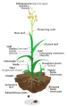 "Grassy_grass_plant.svg" by User:Kelvinsong