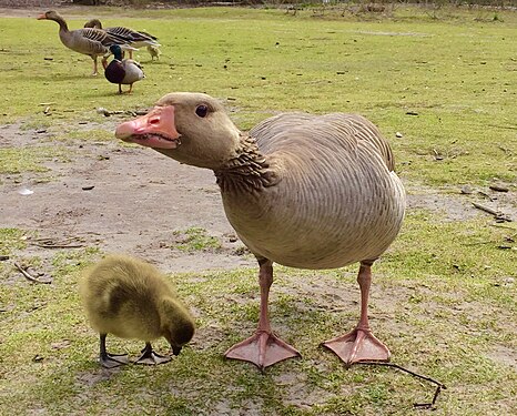 Graugans mit Küken an der Vogelkoje Meeram