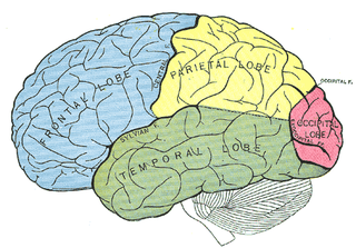 <span class="mw-page-title-main">Bálint's syndrome</span> Medical condition