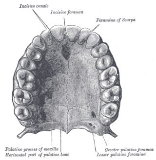 <span class="mw-page-title-main">Lesser palatine foramina</span>