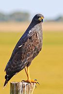 Great Black Hawk (Buteogallus urubitinga) – Birds of Bolivia