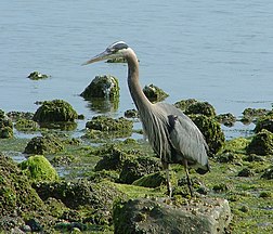 Puget Sound, Washington