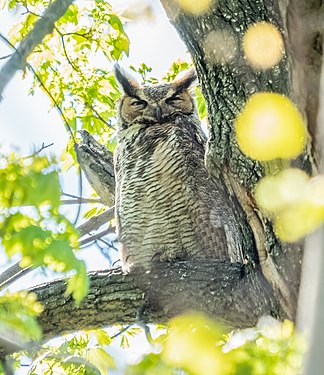 Great horned owl in Central Park