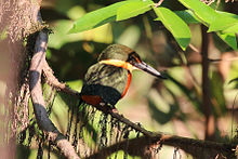 Green-and-rufous kingfisher (Chloroceryle inda).JPG