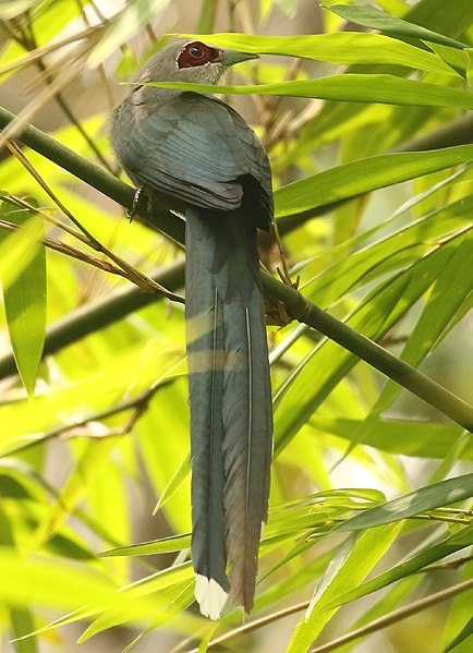 File:Green-billed Malkoha 2.jpg