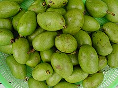 Green mangoes of the Philippines