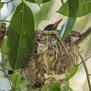 Oriolus flavocinctus kingi (Green oriole) on nest