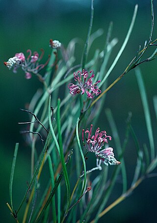 <i>Grevillea reptans</i> Species of shrub in the family Proteaceae endemic to southeast Queensland, Australia