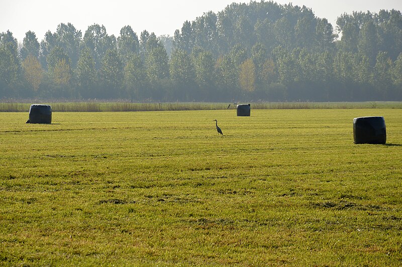 File:Grey heron and wrapped hay bales in a field, Maaibos, Moerbeke, 2020.jpg