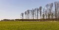 Groep bomen in het beekdal. Locatie, natuurterrein Beekdal Linde Bekhofplas.