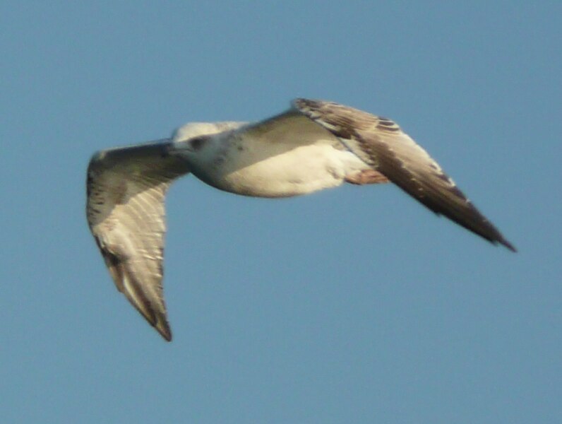 File:Gull in flight 1390744 nevit.jpg