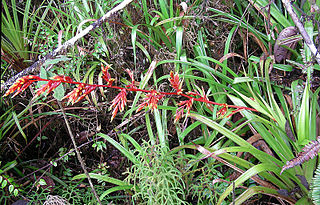 <i>Guzmania pennellii</i> Species of flowering plant
