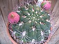 Gymnocalycium saglionis fruits.jpg