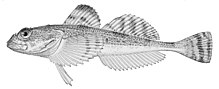 Gymnocanthus detrisus.jpg