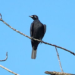 ♀ Gymnoderus foetidus