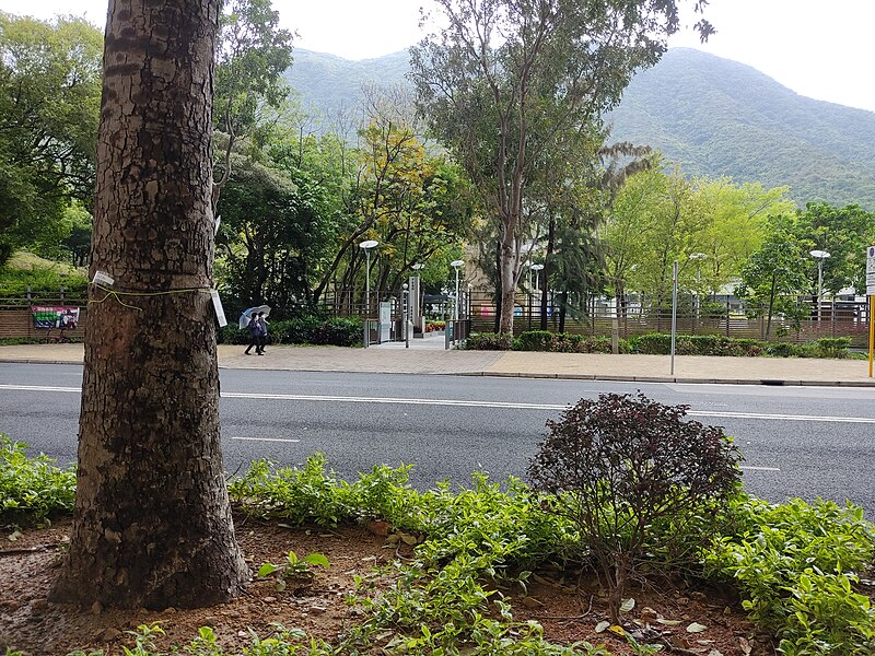 File:HK 東涌 Tung Chung 文東路 Man Tung Road green leaves near 映灣園 Caribbean Coast March 2022 Px3 04.jpg