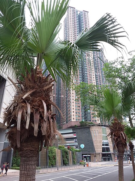 File:HK TKO 將軍澳 Tseung Kwan O 唐德街 Tong Tak Street 唐賢街 Tong Yin Street morning May 2019 SSG 12.jpg