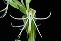 Habenaria quinqueseta