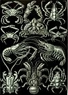 Haeckel Decapoda.jpg