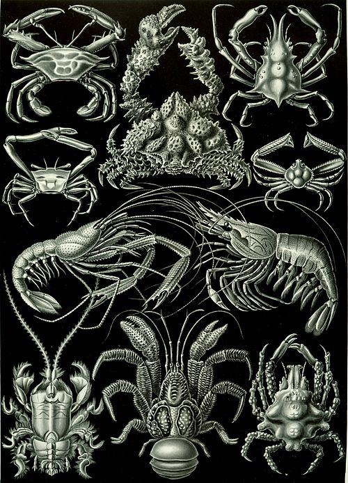 "Decapoda" from Ernst Haeckel's Kunstformen der Natur, 1904