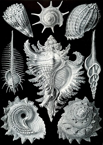 File:Haeckel Prosobranchia.jpg