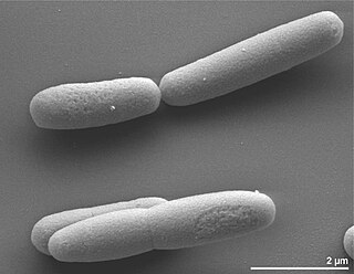 <i>Halanaerobium praevalens</i> Species of bacterium