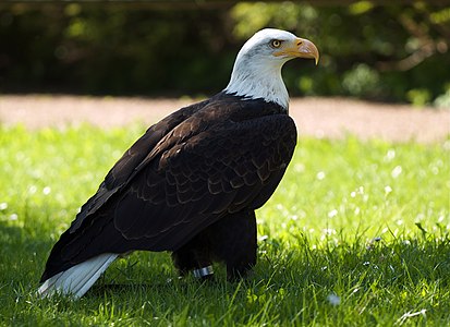 Bald eagle (Haliaeetus leucocephalus) on a bird show on the castle Augustusburg, Germany