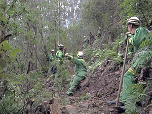 Constructing a rakehoe trail by hand through the rough bush and steep terrain was one of the basic tools-of-trade needed for "dry firefighting". Handtrail.jpg