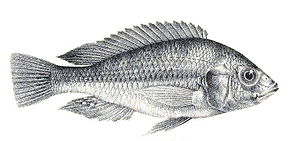 Haplochromis ishmaeli.jpg