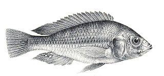 <i>Haplochromis ishmaeli</i>