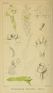 plate 100 Pterygodium volucris