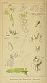 Pterygodium volucris plate 100 in: Harry Bolus: Orchids of South Africa volume I (1896)