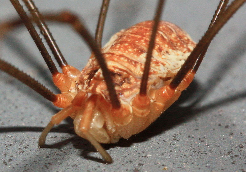 File:Harvestman (2741063739).jpg