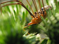 Opiliones - Wikipedia