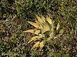 Tulista marginata Haworthia marginata.jpg