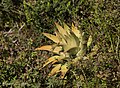 Haworthia marginata