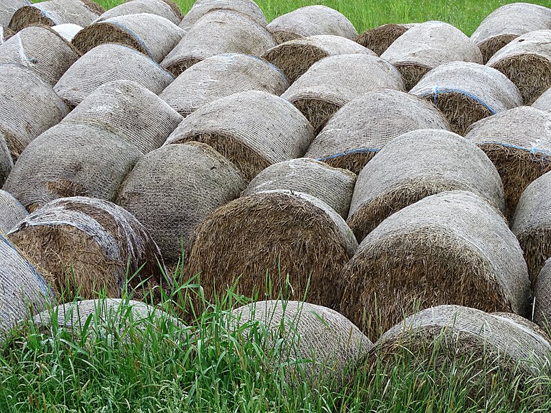 File:Haybales in Field - Nakafurano - Hokkaido - Japan (48006120127).jpg