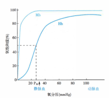 Hb和Mb的氧解離曲線
