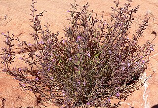 <i>Hedeoma</i> genus of plants