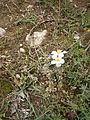 Helianthemum apenninum