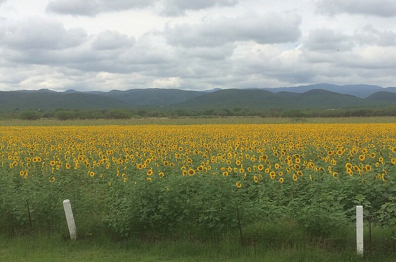 File:Helianthus annuus (sunflower) field in Cerritos, San Luis Potosí, Mexico.jpg