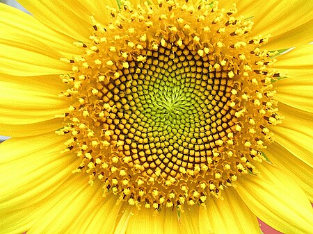 Tập_tin:Helianthus_whorl.jpg